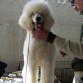 Sonja Red de Reytuan, hija de la Multi Campeona Schwerthoffer Maria de Lujan, el día que se presentó en su 1er expo, logrando Mejor Cachorro Hembra Caniche Gigante. Su hermano, Thor, fue Mejor de Exposición!!!